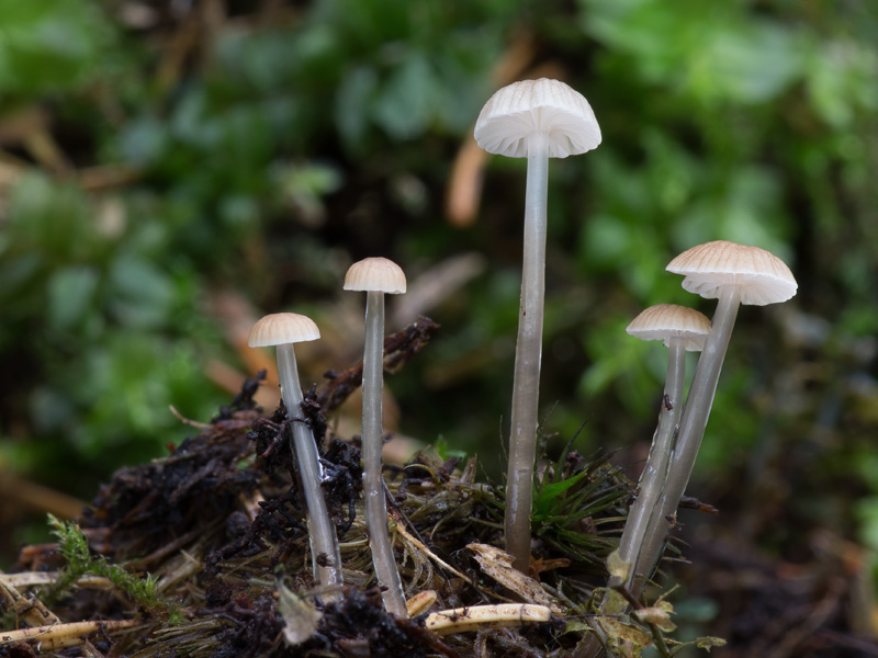 Roridomyces roridus